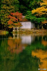 秋深まる金鱗湖②