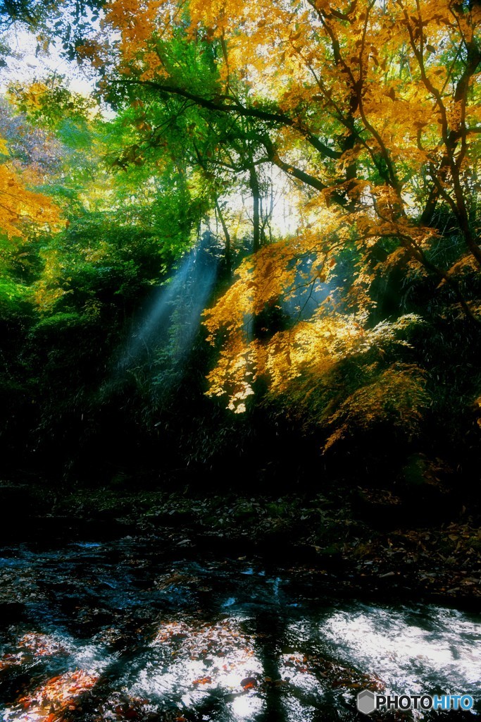色づき始めた紅葉に射し込む光①