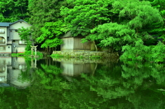 新緑の金鱗湖 ①