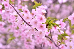夙川　桜祭り③