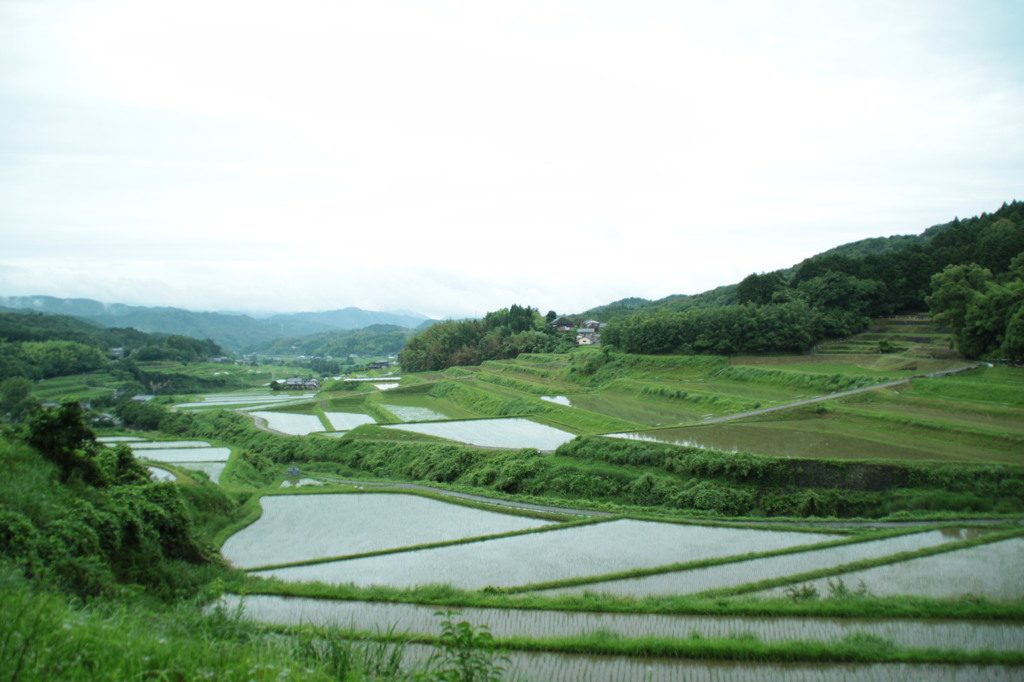 宇佐　棚田