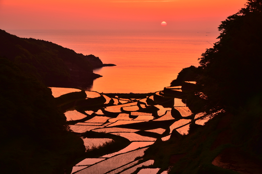 浜野浦の棚田③
