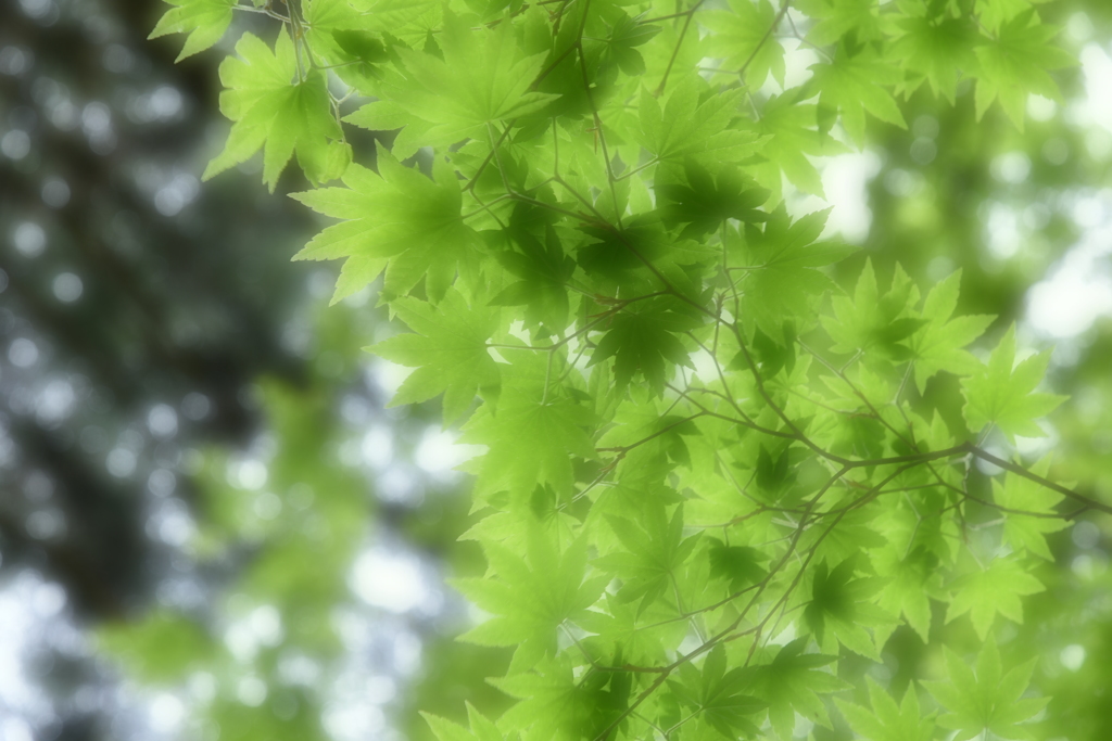新緑の紅葉