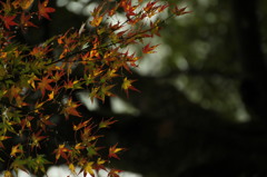 雨の日の紅葉