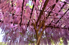 大町藤公園 ①