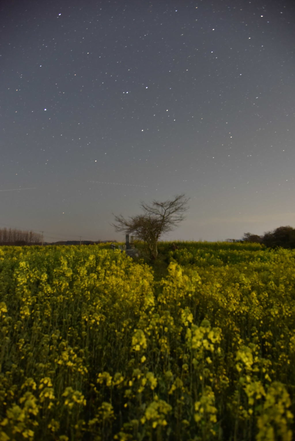 星空の下の菜の花畑③