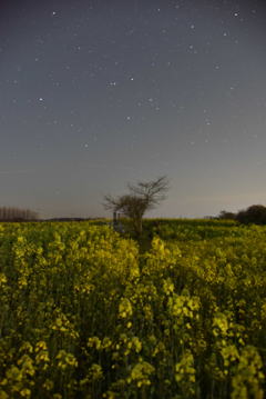 星空の下の菜の花畑③