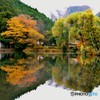 秋深まる金鱗湖①