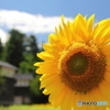 日本の夏