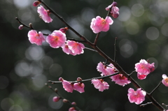 木漏れ日に浮かぶ梅