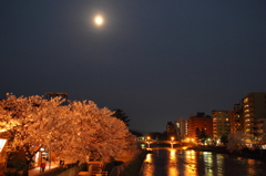 金沢の女川（浅の川）に佇む桜⑤