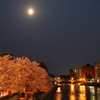 金沢の女川（浅の川）に佇む桜⑤