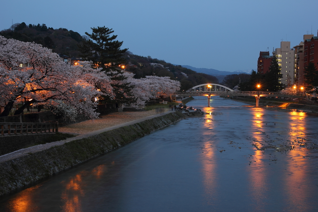 金沢の女川（浅の川）に佇む桜①