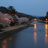 金沢の女川（浅の川）に佇む桜①