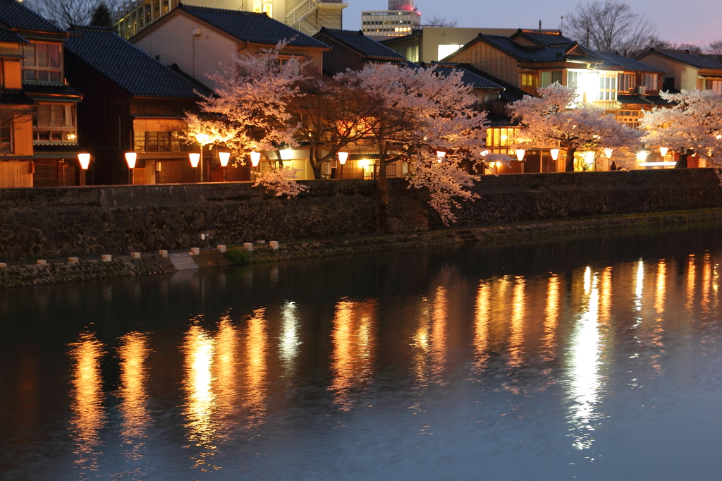 金沢の女川（浅の川）に佇む桜④