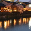 金沢の女川（浅の川）に佇む桜④