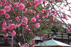 尾山神社の紅梅③