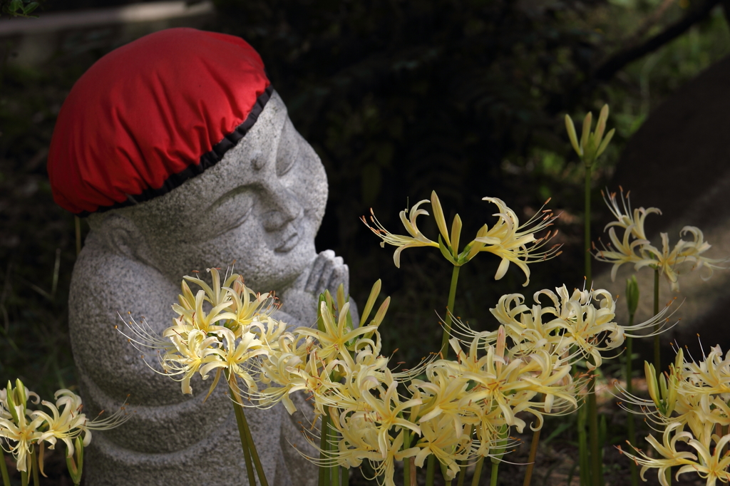 白い彼岸花②