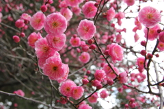 尾山神社の紅梅①