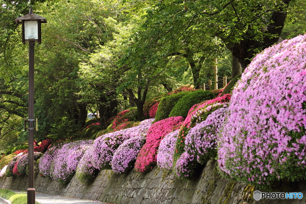 兼六園・サツキ