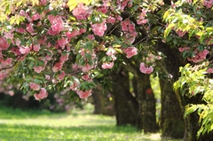 八重桜