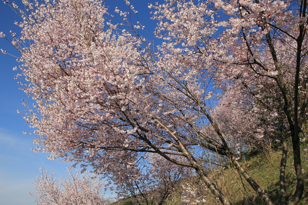 春の青空