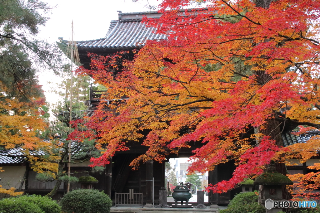 天徳院のもみじ