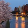 金沢の女川（浅の川）に佇む桜②