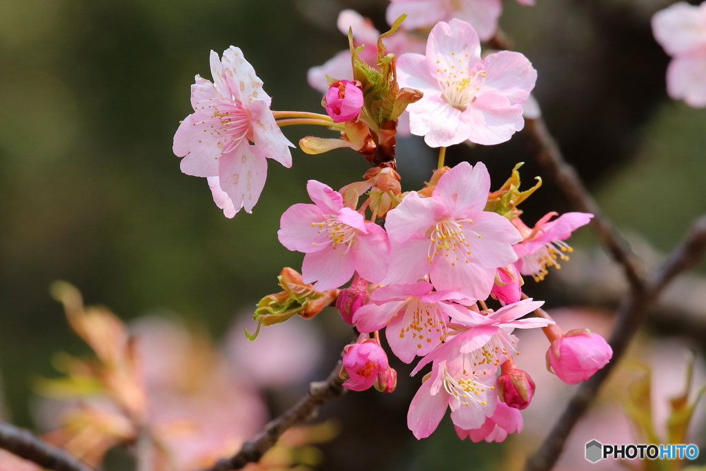 河津桜（たぶん）