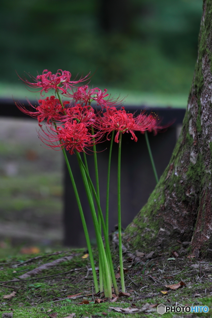 日陰の彼岸花