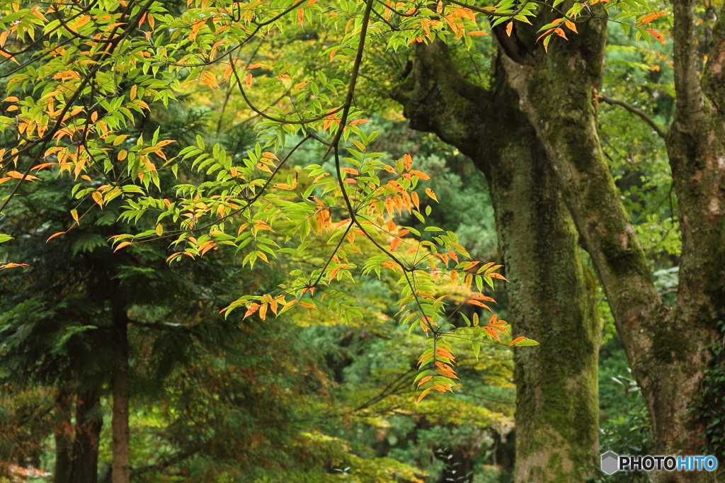 紅葉、、、黄葉？