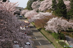 金沢の春