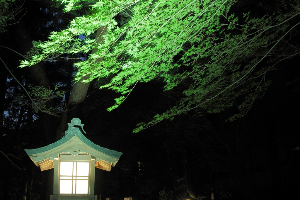 白山比咩神社　灯篭と緑