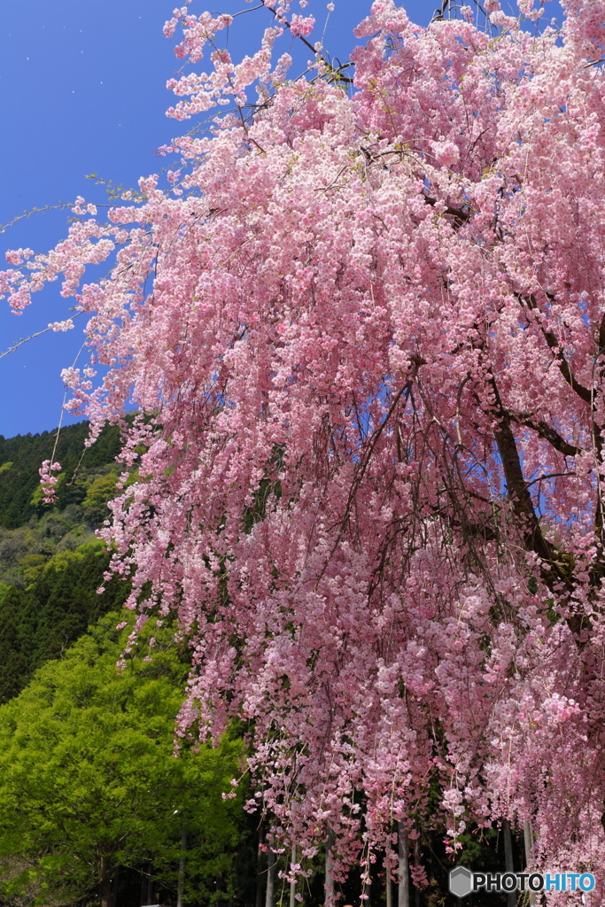 竹田のしだれ桜②