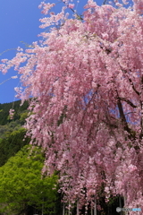 竹田のしだれ桜②