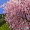 竹田のしだれ桜②
