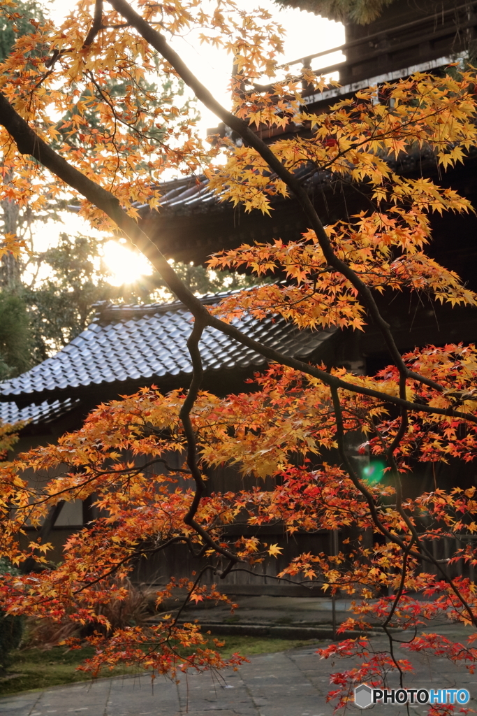 天徳院　逆光