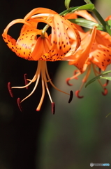 ワタシの花粉を受けとって