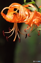 ワタシの花粉を受けとって