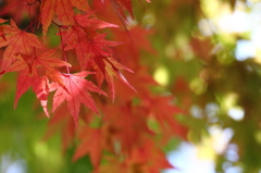 red & green