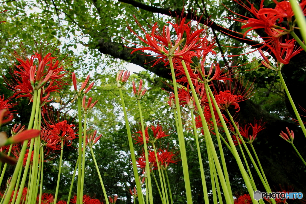 RED&GREEN