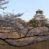 大阪城と桜