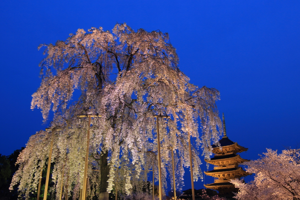 東寺の不二桜