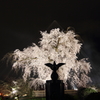 祇園の夜桜