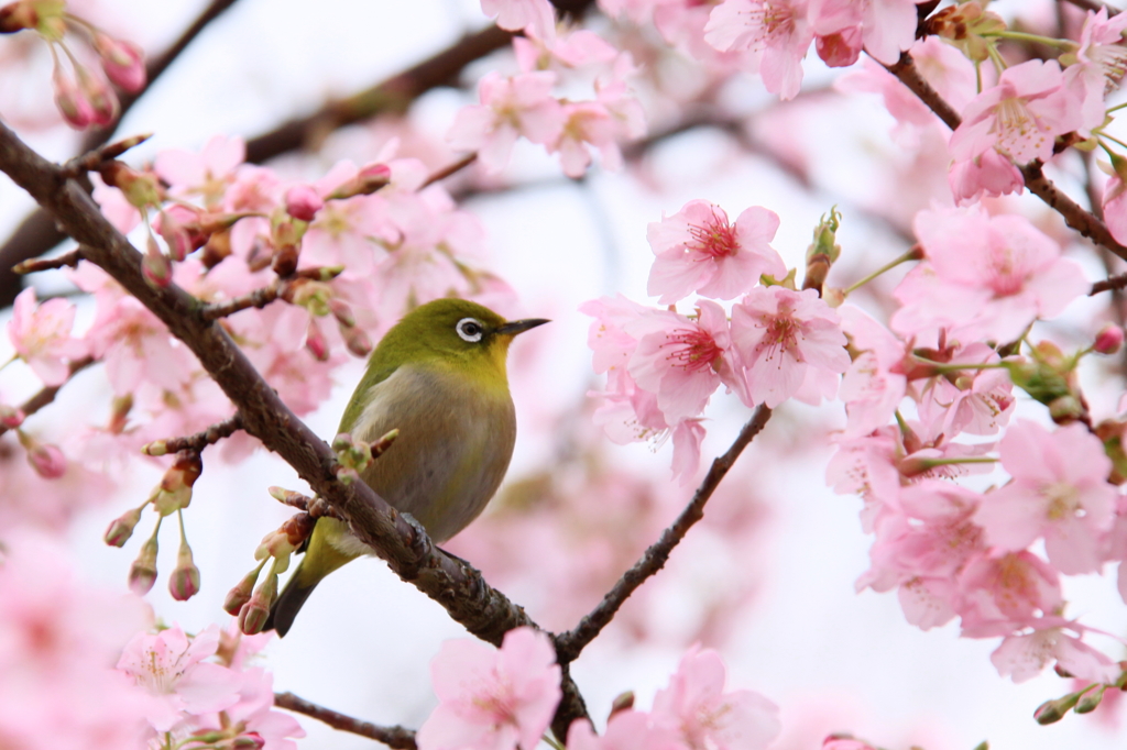 春を感じて