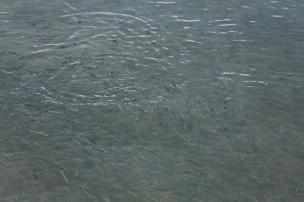 魚群