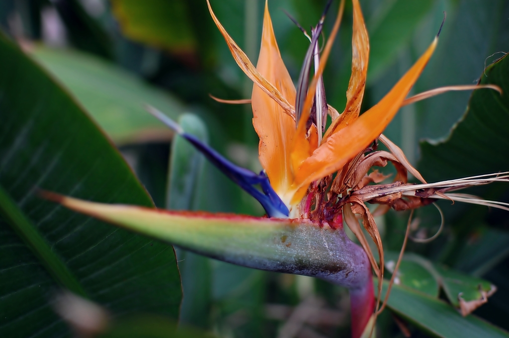 Bird of Paradise