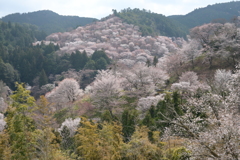 吉野　一目千本