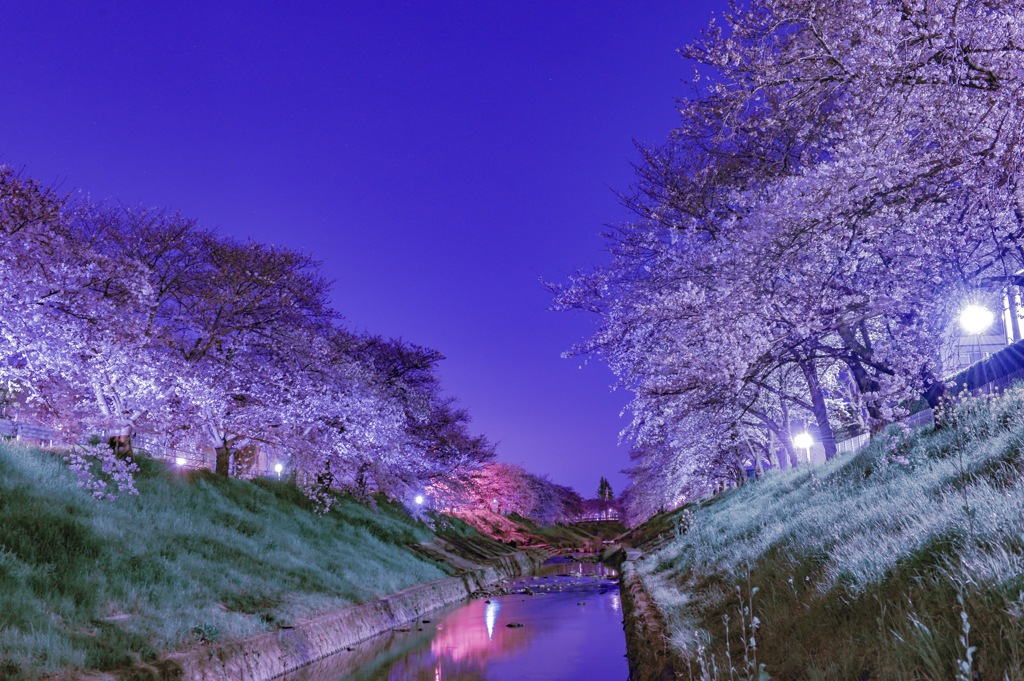 佐保川 夜桜