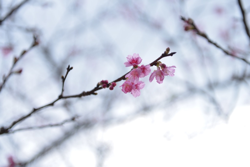 寒緋桜